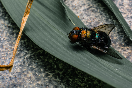 Fat  Green Flies and leaf in macro
