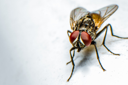 Flies macro with white backgroundの写真素材