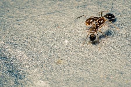 Ants fight each otherの写真素材
