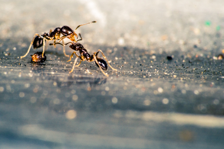 Ants fight each otherの写真素材