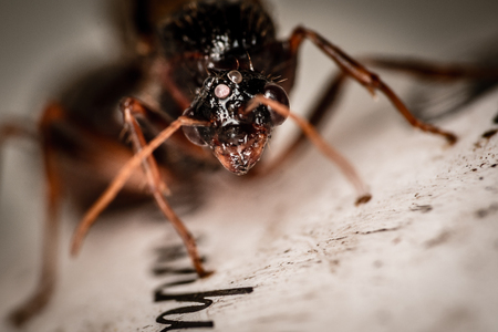 Monster Antの写真素材