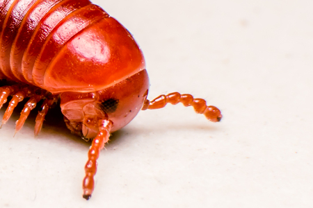 Millipede in macroの写真素材