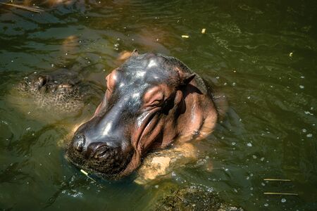 Hippos are relaxing and swimming in the river
