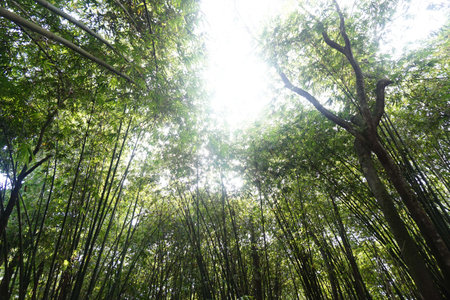 Bamboo forest with sunlight in the morning, Bamboo forest backgroundの写真素材