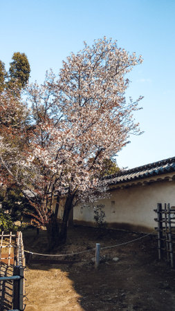 Cherry blossoms in full bloom in the grounds of the castleの写真素材