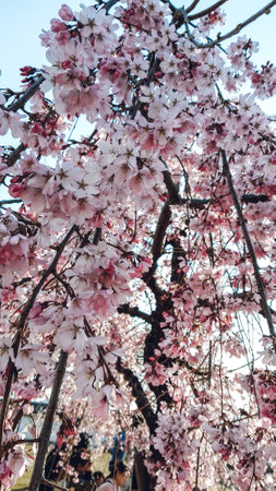 Cherry blossom sakura in spring time. Japanese cherry blossom.の写真素材