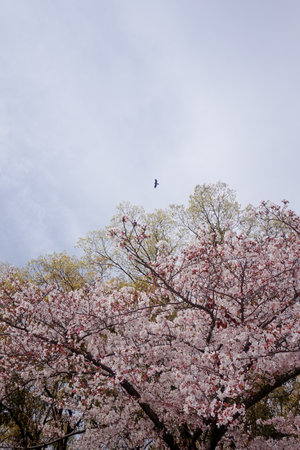 Cherry blossoms in full bloom in Tokyo, Japan in springの写真素材