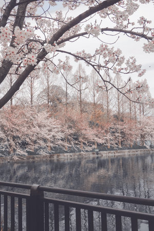 Beautiful cherry blossom trees in a park in Kyoto, Japanの写真素材