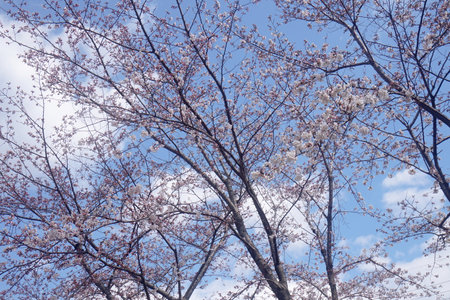 cherry blossom sakura in spring season with blue sky backgroundの写真素材