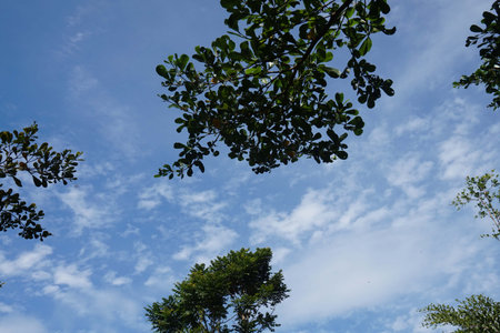 green tree and blue sky background with white clouds in the afternoon.の写真素材