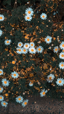 White daisies in the garden, top view of flowers.の写真素材