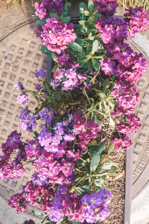 Purple flowers in the garden - Vintage filter and sunflare effectの写真素材