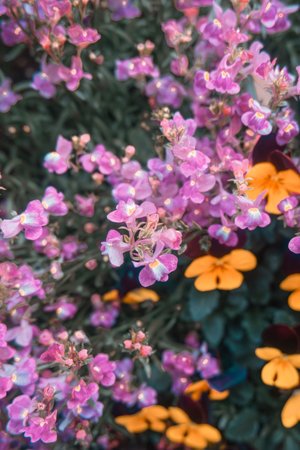 Colorful spring flowers in the garden, soft focus, vintage toneの写真素材