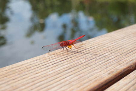 Red dragonfly resting on a wooden bench in a park. Macro.の写真素材