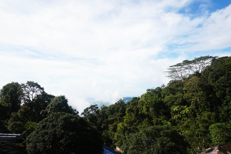 Landscape view of the forest in the morning at Bintan, Indonesiaの写真素材