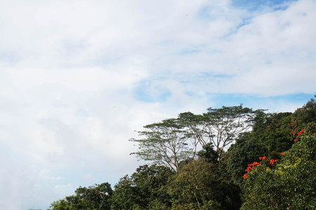 Tropical trees and blue sky in the jungle of Bintan, Indonesiaの写真素材