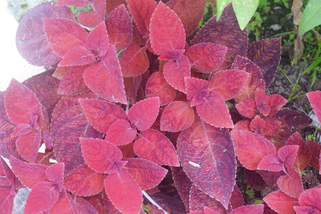 Red leaves of coleus plant in the garden, stock photoの写真素材
