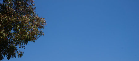Tree branches with leaves against the blue sky in the autumn season.の写真素材
