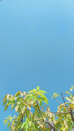 Green leaves on blue sky background with copy space for text or image