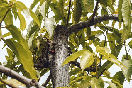 Close-up of a nest of a bird on a mango tree