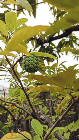 Custard apple on the tree in the garden, stock photoの写真素材