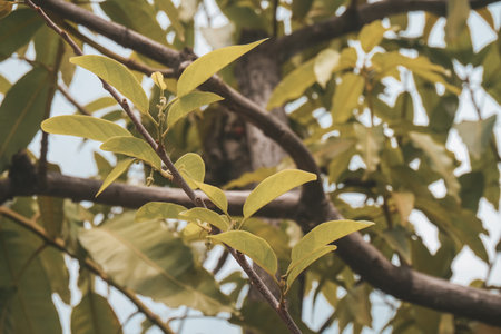 Close up of green leaves on tree with blur background - Vintage Filterの写真素材