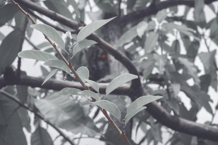 Tree branch with leaves and black and white color tone, nature backgroundの写真素材