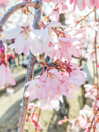 cherry blossom in spring, sakura, cherry blossomの写真素材