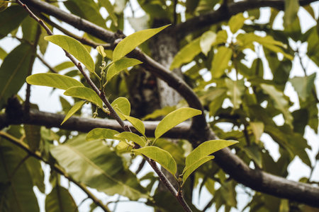Leaves of a tree in the rainforestの写真素材