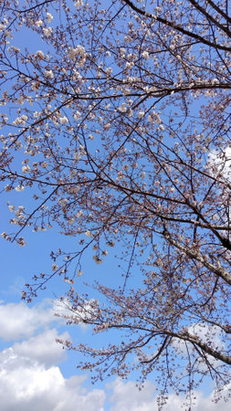 cherry blossom in spring time with blue sky and white cloudsの写真素材