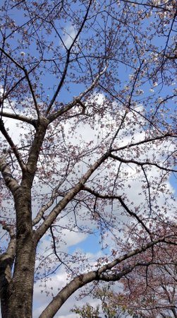 cherry blossom tree in spring time with blue sky background.の写真素材