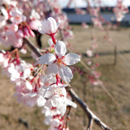 cherry blossom in spring time, sakura flowers bloomingの写真素材