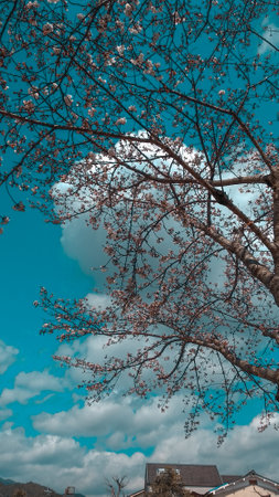 cherry blossom tree with blue sky and clouds in spring season