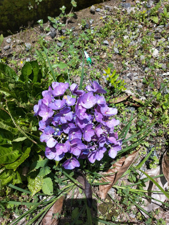 Purple hydrangea flower in a garden in springtimeの写真素材