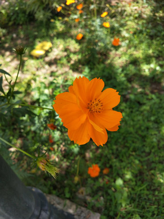 Orange cosmos flower blooming in the garden with green grass background.