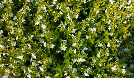 White flowers on a green background. Spring flowers. Green background.の写真素材