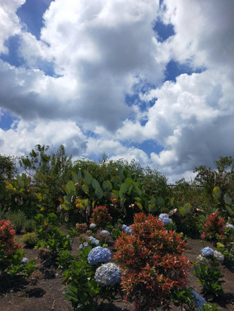 A view of a beautiful flower garden in the countryside of Costa Rica.の写真素材