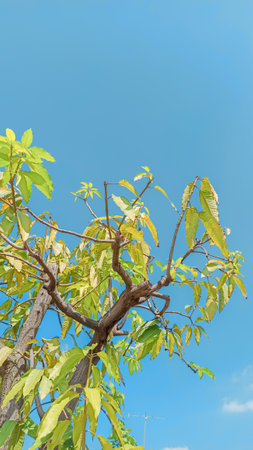 Green leaves on tree with blue sky background,Thailand,Asiaの写真素材