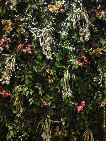 Beautiful orchids on the wall in the garden.の写真素材