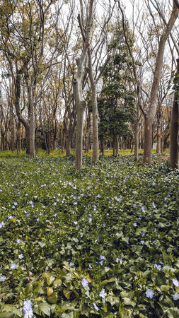 Flowers in the park at Chiangmai, Thailand.の写真素材