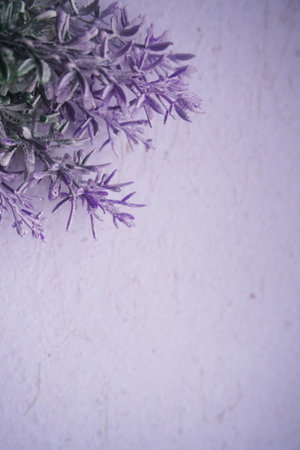 Lavender flowers on a white background. Selective focus.の写真素材