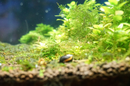 Aquarium with green plants and a snail in the water.の写真素材