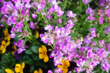 Purple and yellow pansy flowers in the garden, stock photoの写真素材
