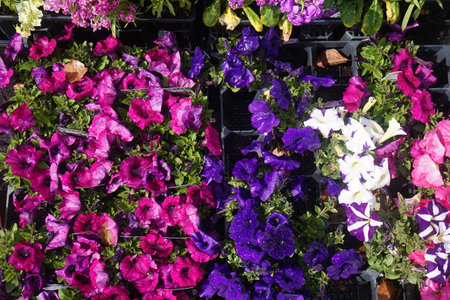 Colorful petunias in the flower market, closeup of photoの写真素材