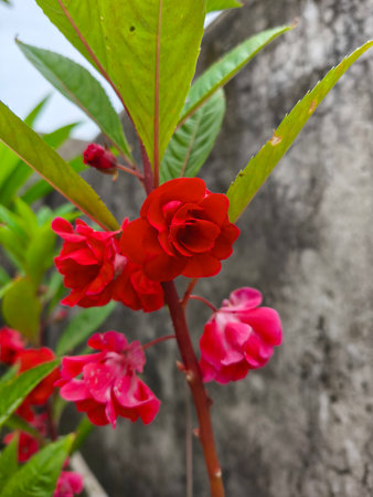 Red flowers of Begonia chinensis in the garden, Thailand.の写真素材