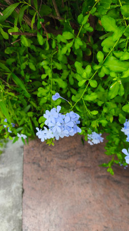 Plumbago auriculata or Cape leadwort in the gardenの写真素材