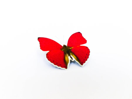 Butterfly の写真素材