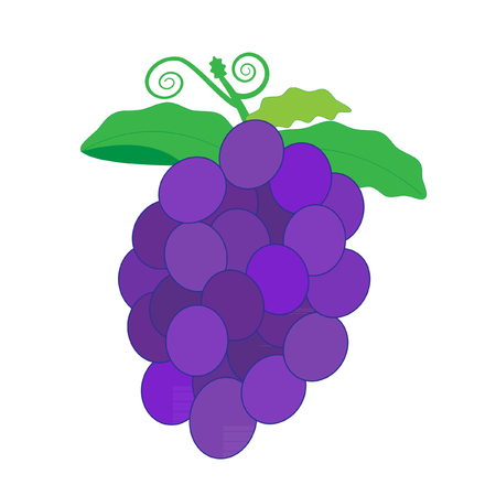 Fruit grape vectorのイラスト素材
