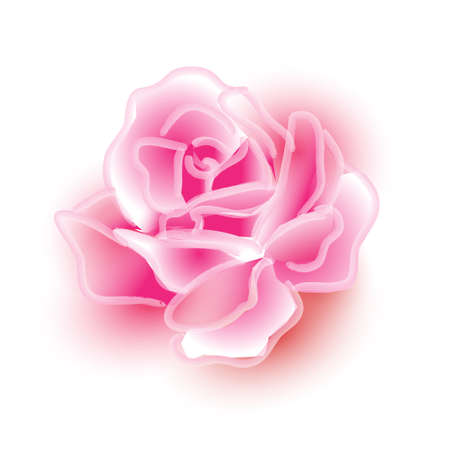 Rose watercolor line drawing on white backgroundの写真素材