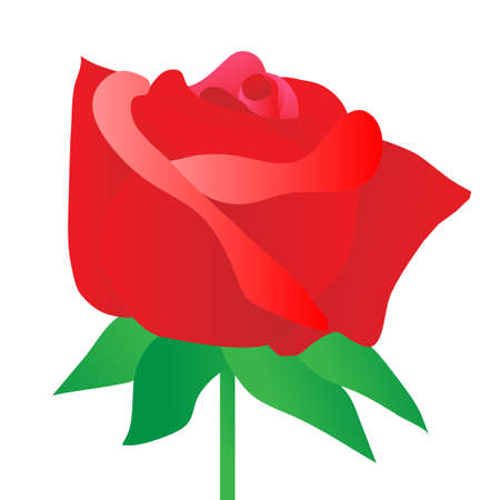 Rose red on white backgroundのイラスト素材